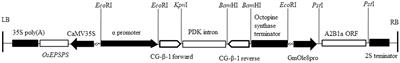 Increased sulfur-containing amino acid content and altered conformational characteristics of soybean proteins by rebalancing 11S and 7S compositions